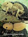Simocybe sumptuosa-amf1772-2